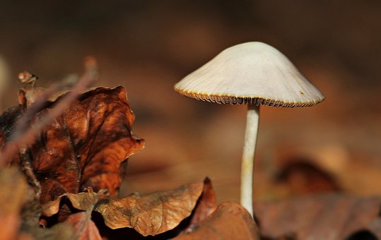 The Top Reasons to Try Mushroom Supplements for Your Health